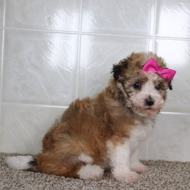 Erma - Available 5/14