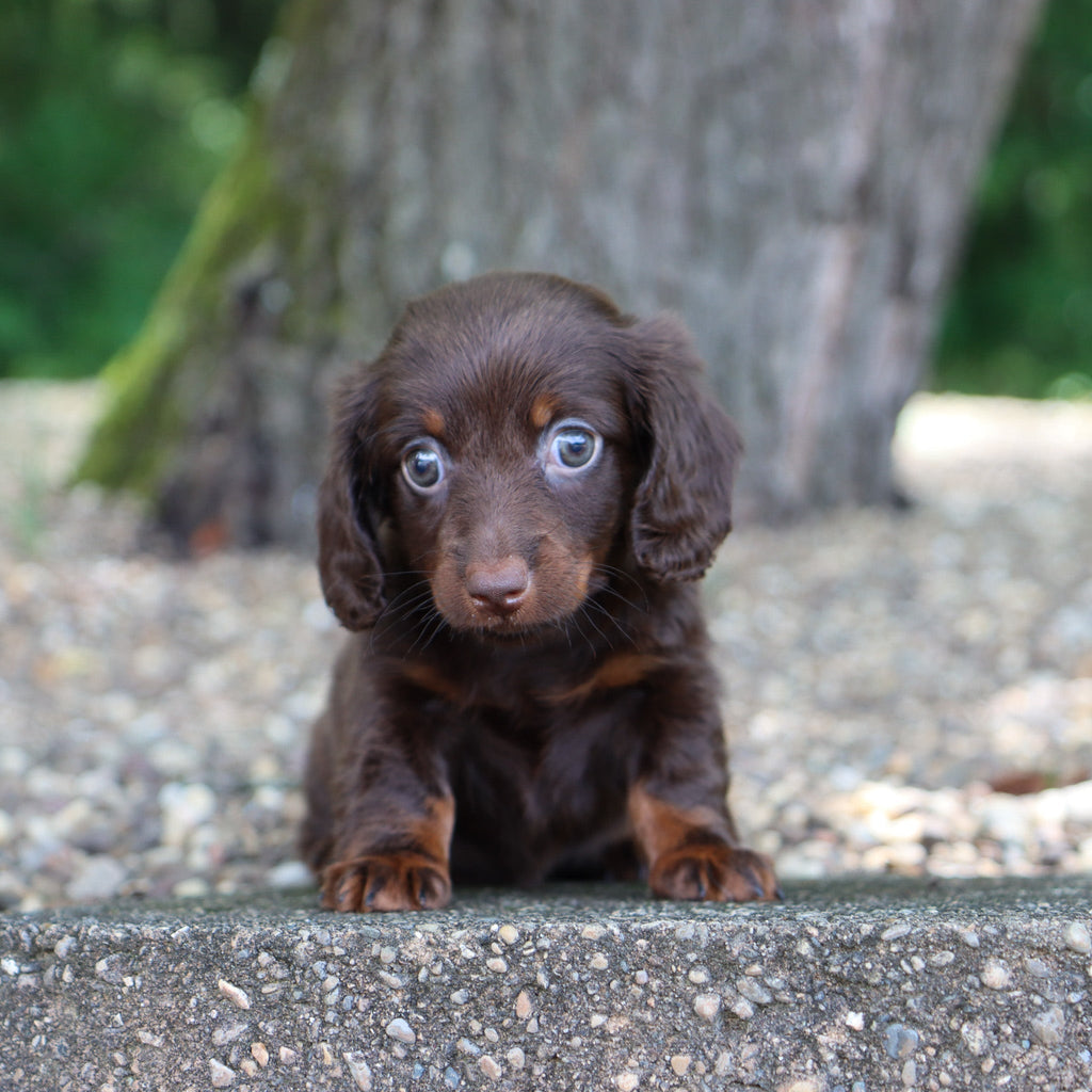 Louisa - Available 8/6