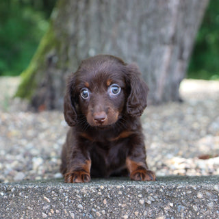 Louisa - Available 8/6