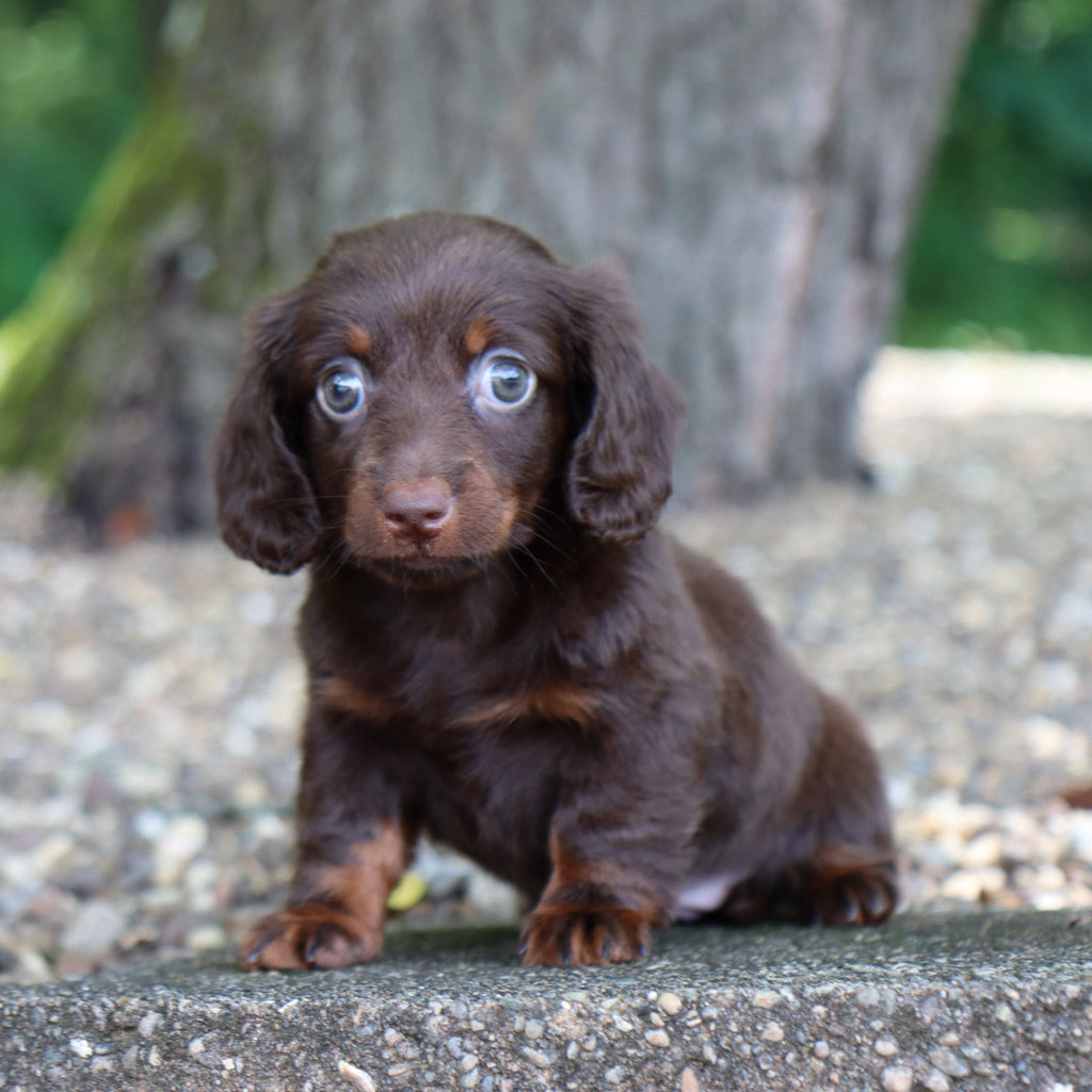 Louisa - Available 8/6