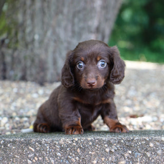 Louisa - Available 8/6