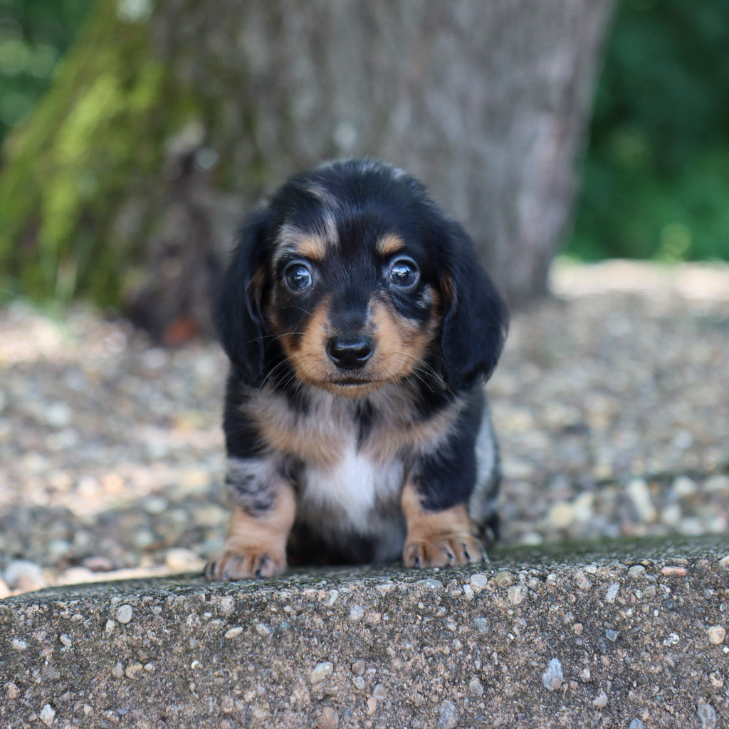 Caleb - Available 8/6