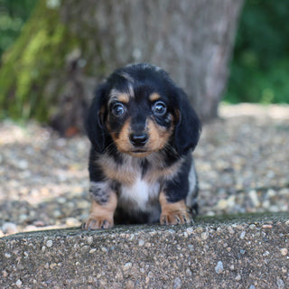 Caleb - Available 8/6