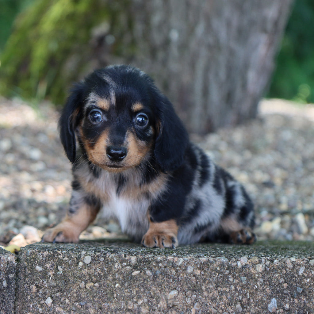 Caleb - Available 8/6