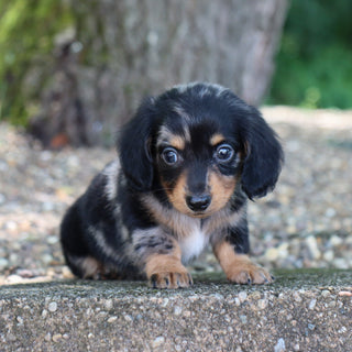 Caleb - Available 8/6