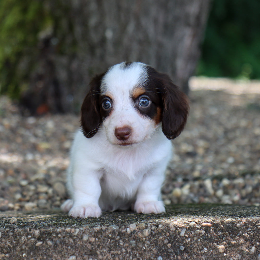 Jack - Available 8/6