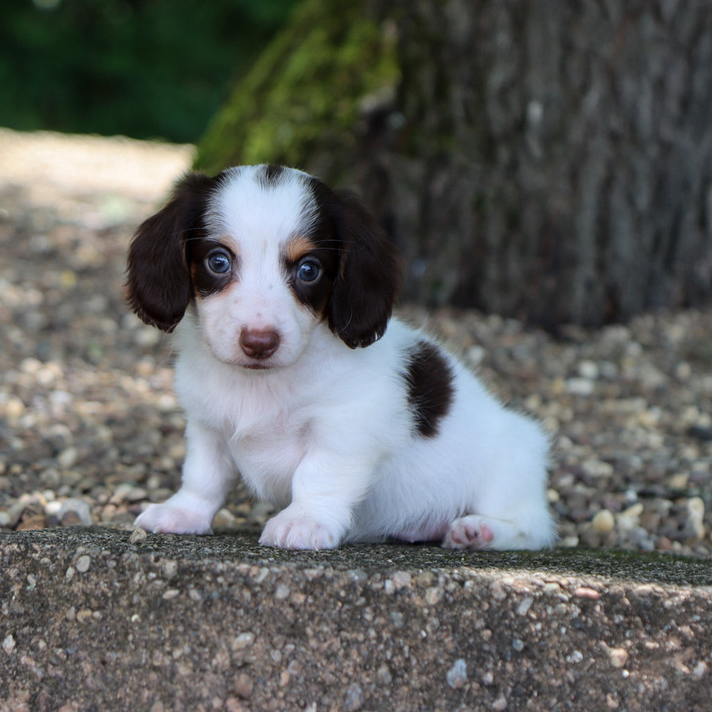Jack - Available 8/6