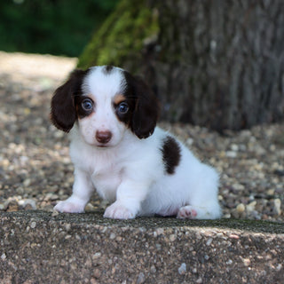 Jack - Available 8/6