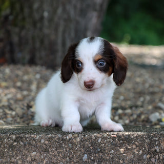 Jack - Available 8/6