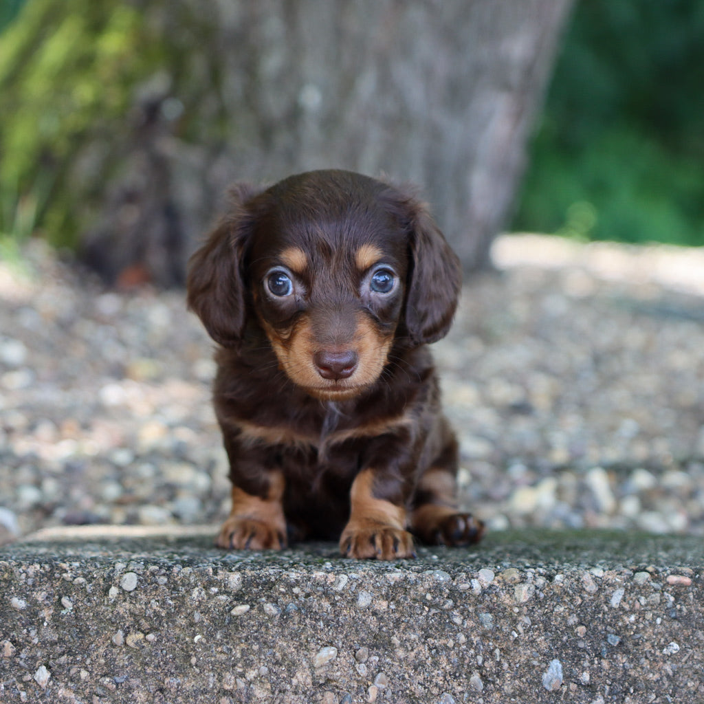 Sheba - Available 8/6