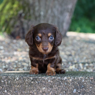 Sheba - Available 8/6