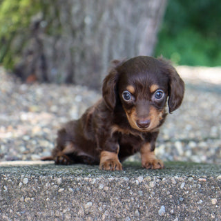 Sheba - Available 8/6