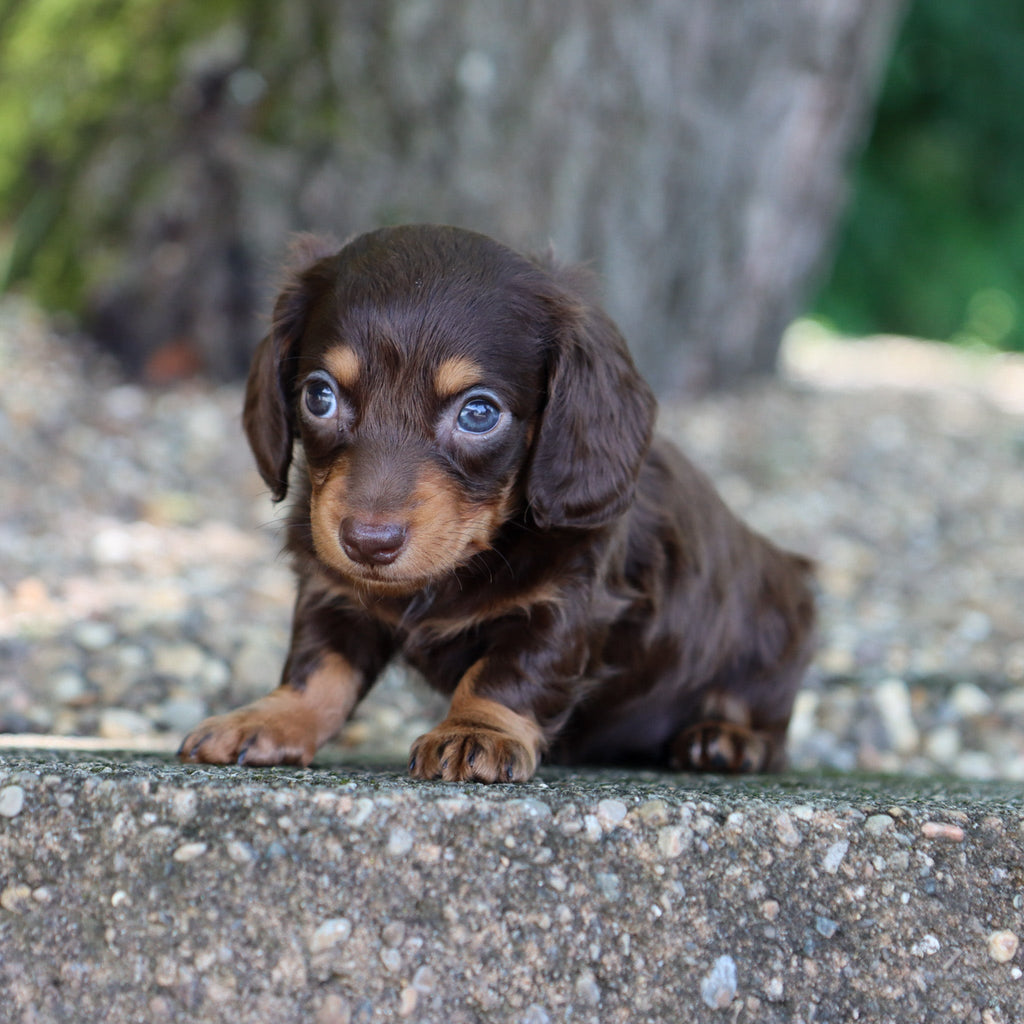 Sheba - Available 8/6