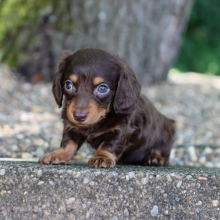 Sheba - Available 8/6