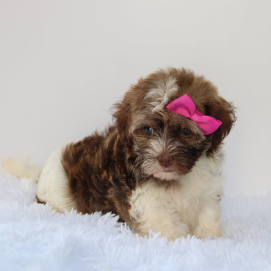 Amelia - Available 7/30
