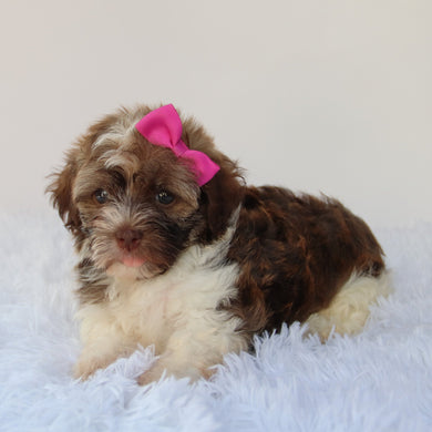 Amelia - Available 7/30