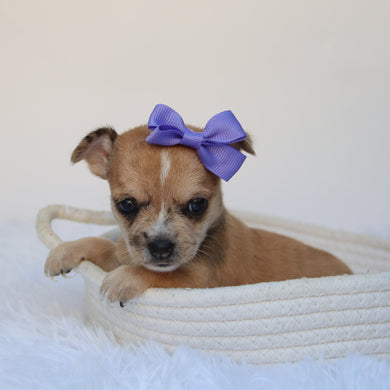 Percy - Available 9/10