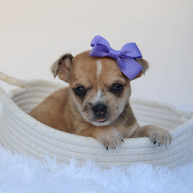 Percy - Available 9/10