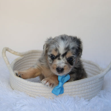 Dash - Available 9/10