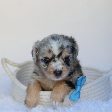 Dash - Available 9/10