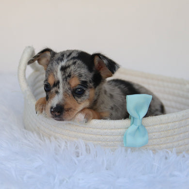 Ace - Available 9/10