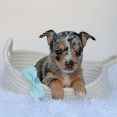 Ace - Available 9/10