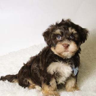 Conner - Available 11/12