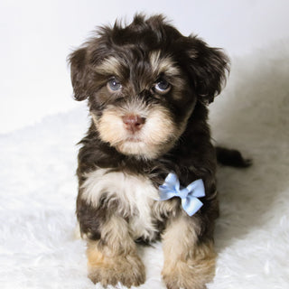 Conner - Available 11/12