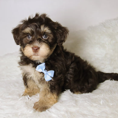 Conner - Available 11/12