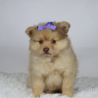 Sara - Available 11/19