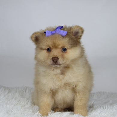 Sara - Available 11/19