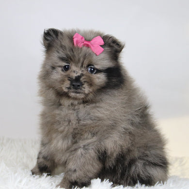 Elsa - Available 11/19