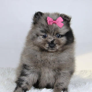 Elsa - Available 11/19