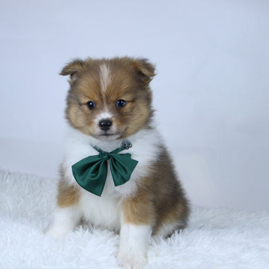 Hunter - Available 11/19