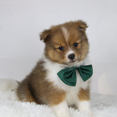 Hunter - Available 11/19