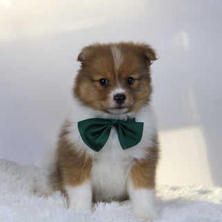 Hunter - Available 11/19