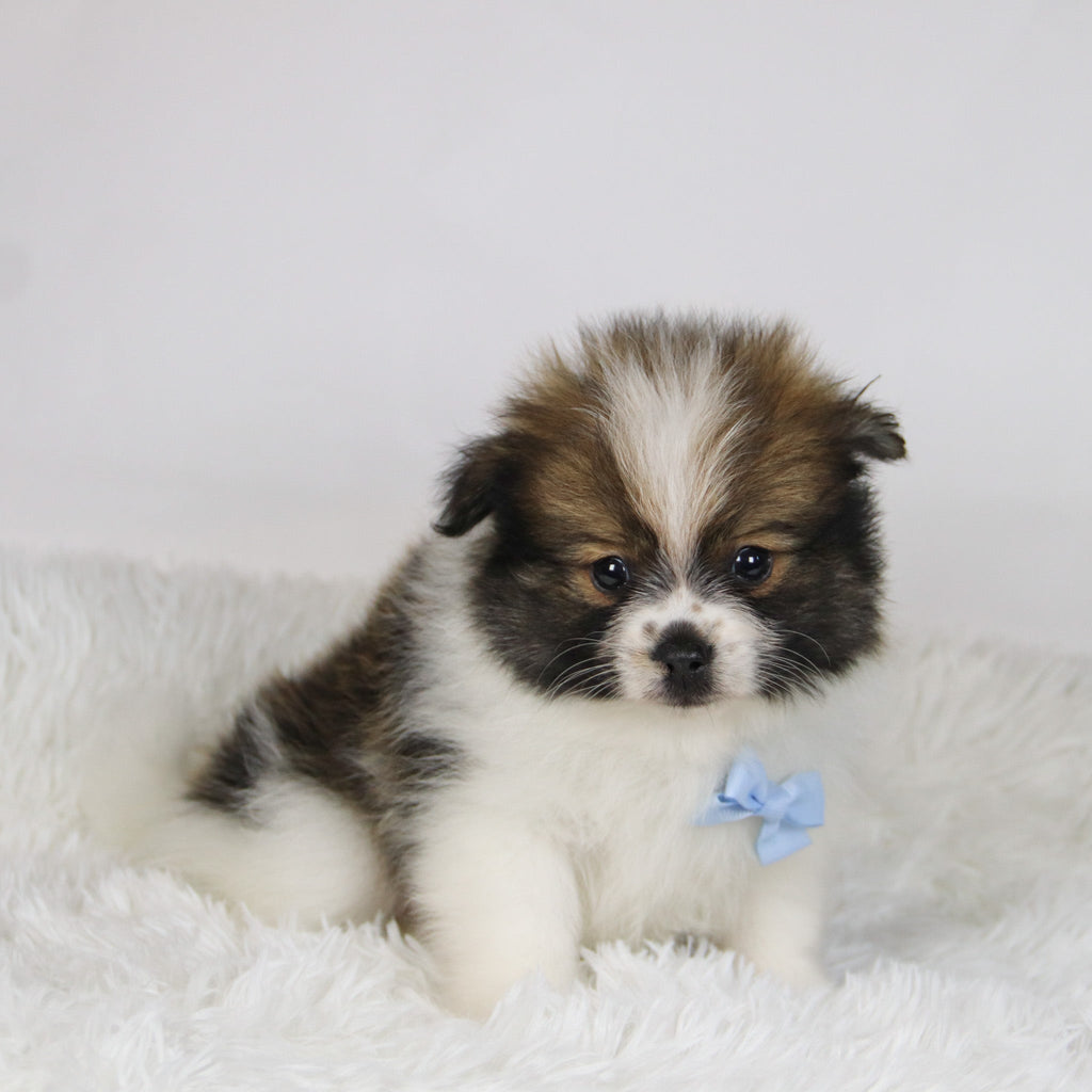 Graham - Available 11/19