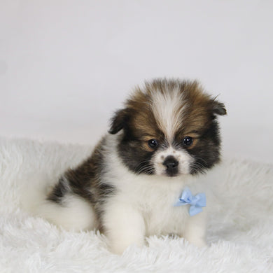 Graham - Available 11/19