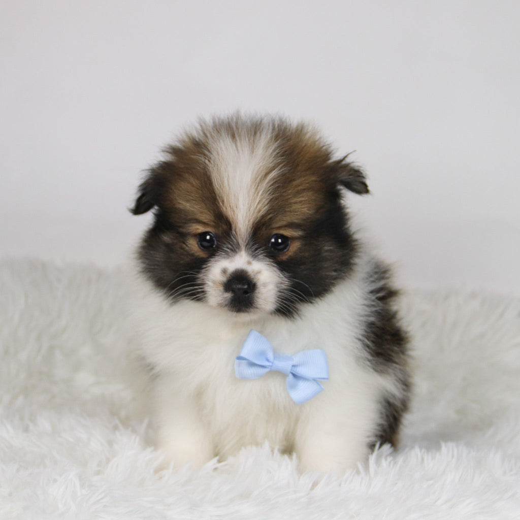 Graham - Available 11/19