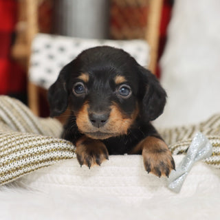 Benson - Available 1/14