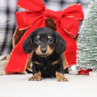 Benson - Available 1/15