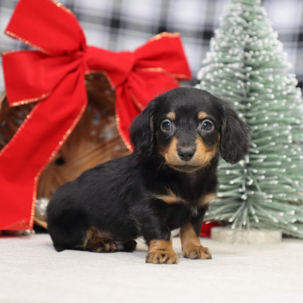 Benson - Available 1/15