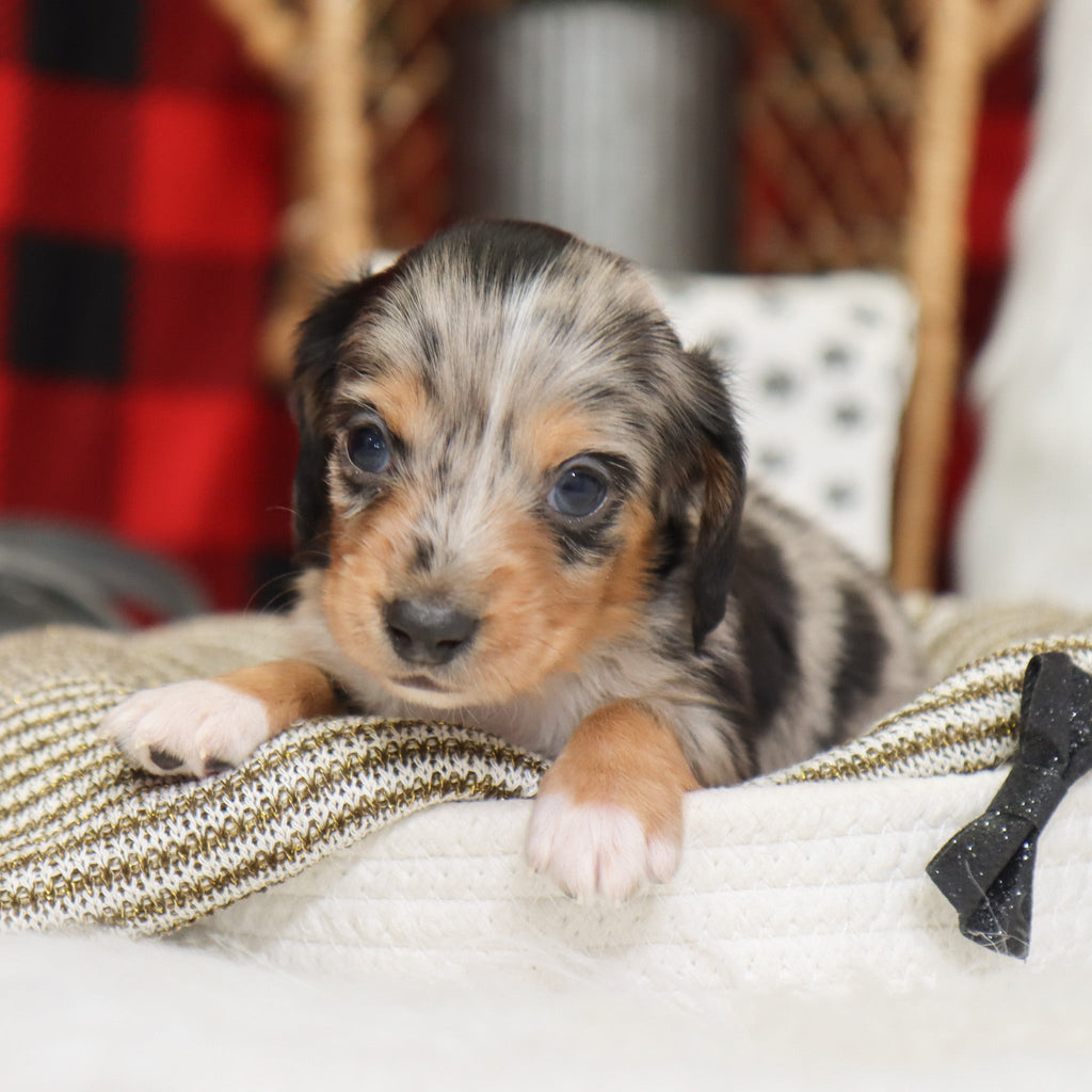 Gunther - Available 1/14