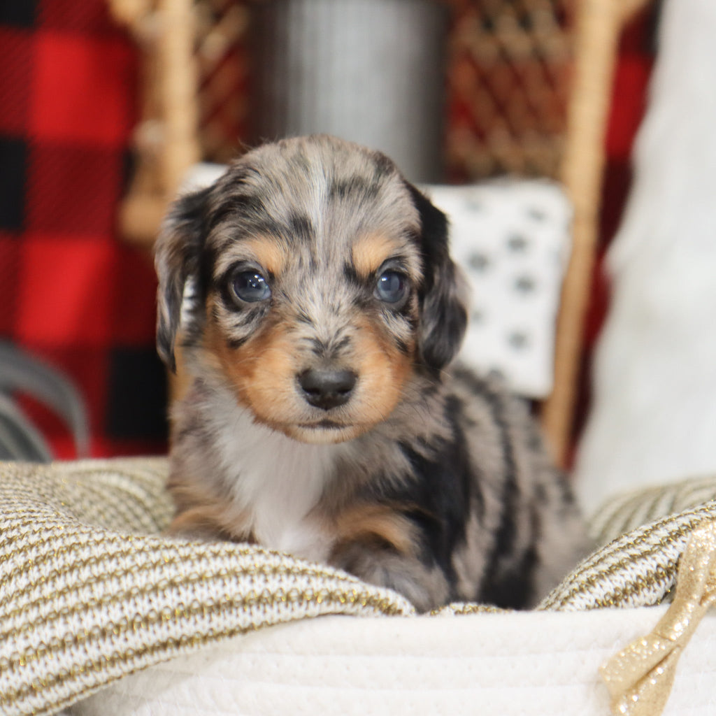 Sam - Available 1/14