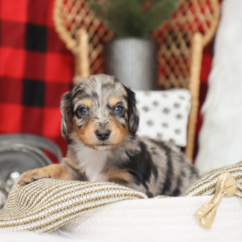 Sam - Available 1/14