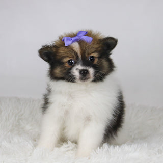 Maggie - Available 11/19