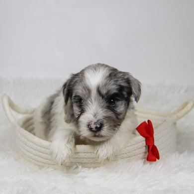 Alfred - Available 12/10