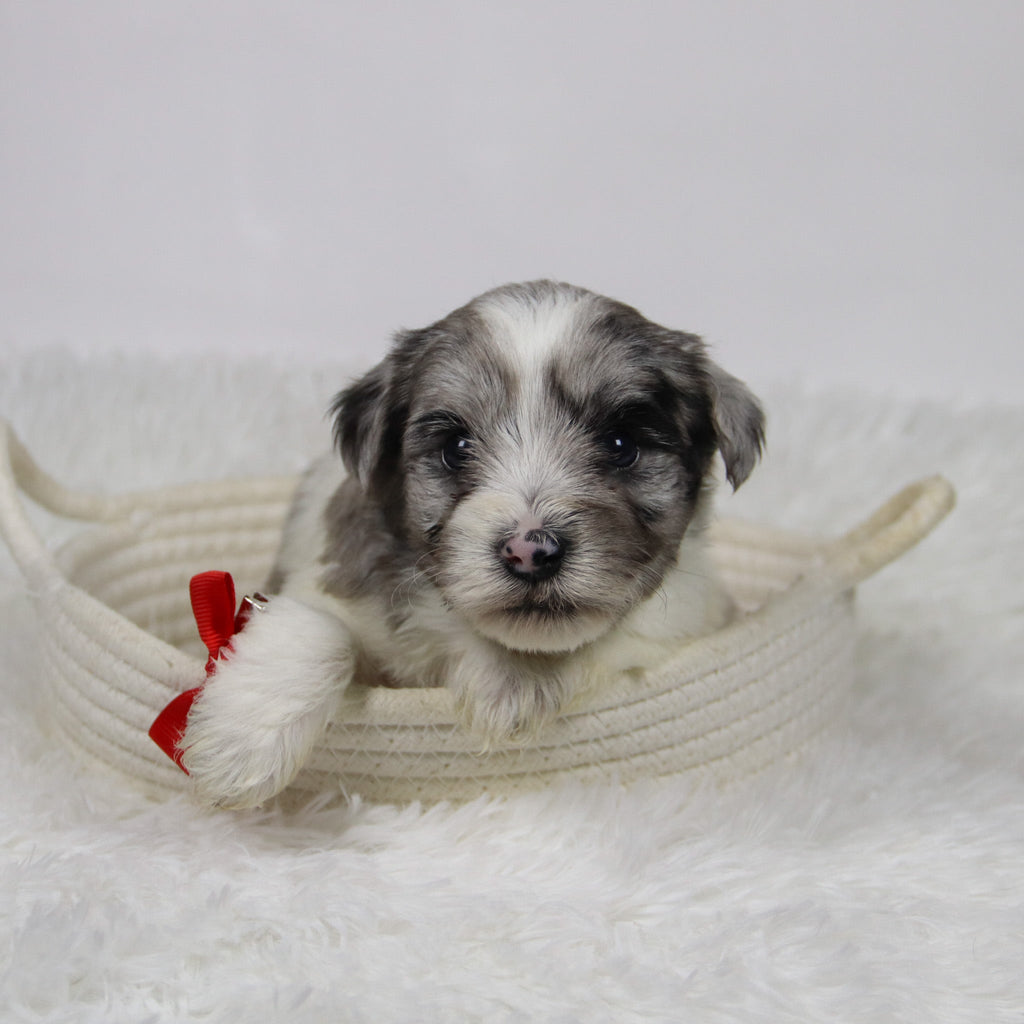 Alfred - Available 12/10