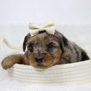 Cabrina - Available 12/10