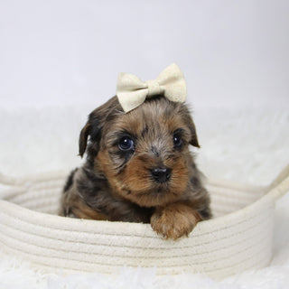 Cabrina - Available 12/10